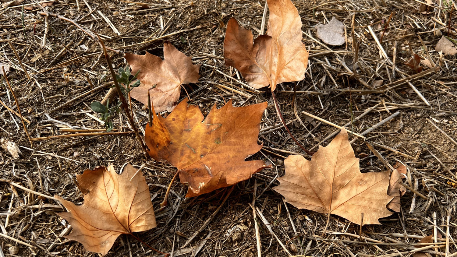Otoño en el Baix Empordà.
