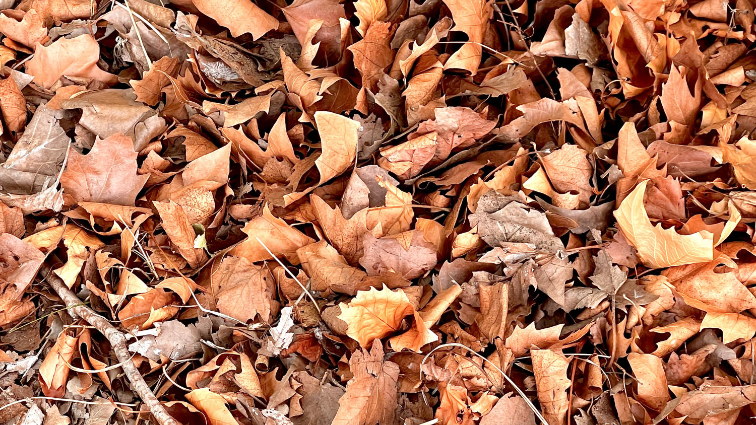 El otoño ya está aquí.