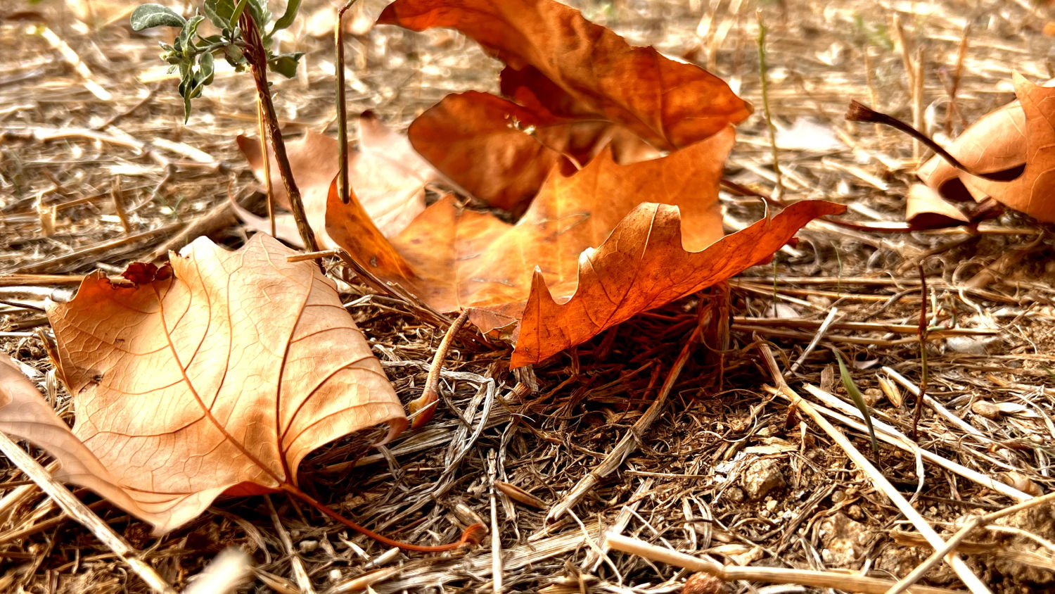 Hojas secas en detalle.
