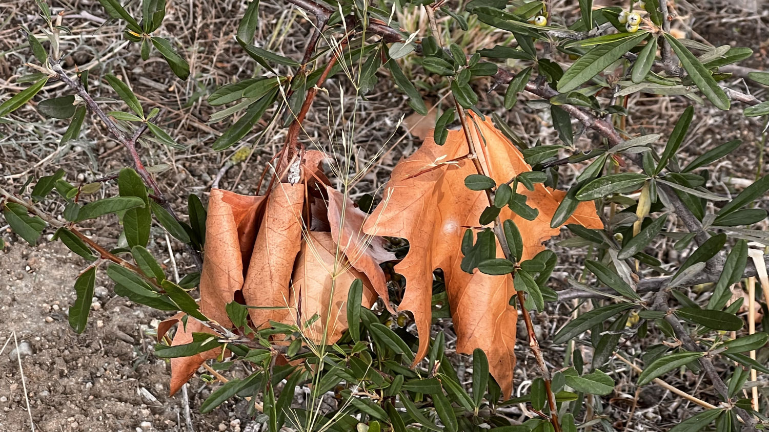Contraste de colores.
