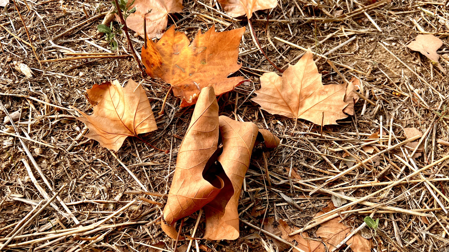 Otoño ya está aquí.