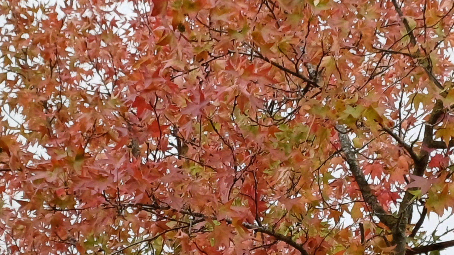 Árbol otoñal en Matadepera.
