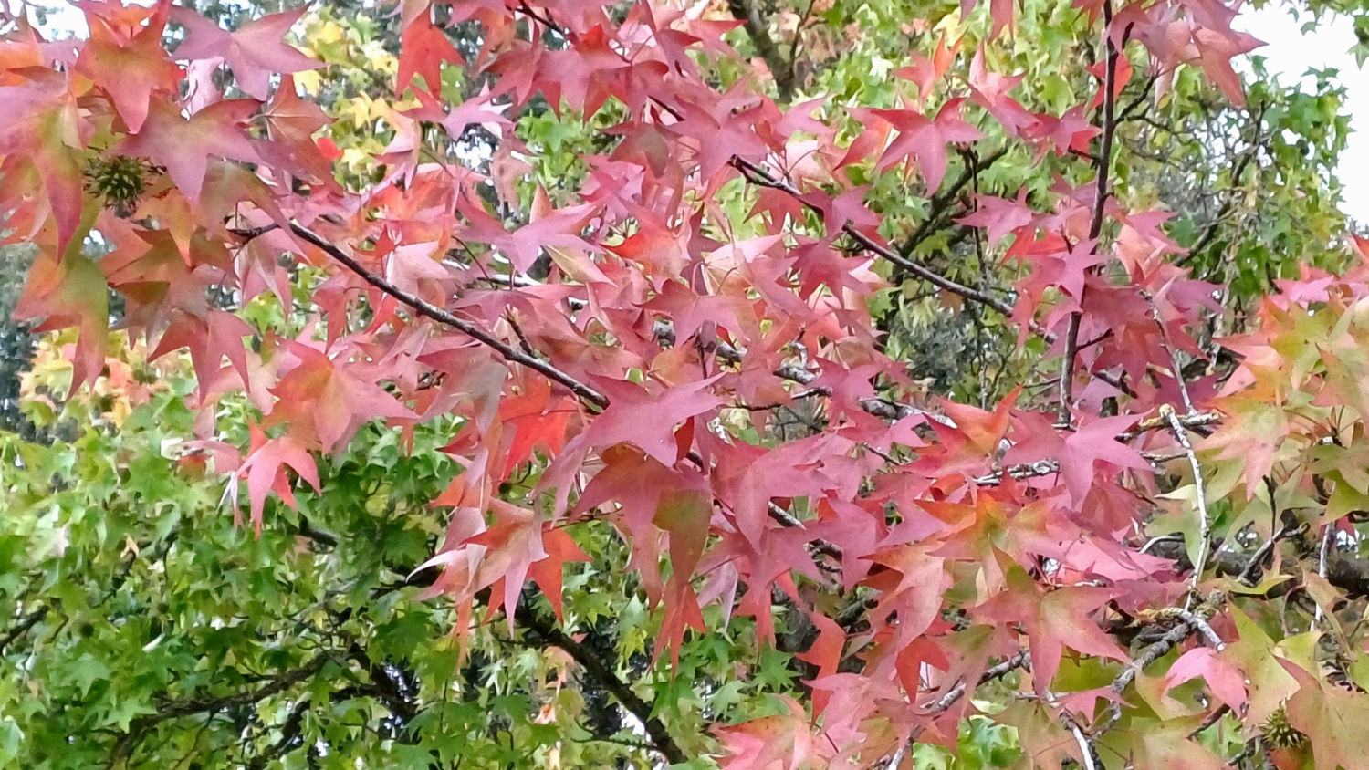 Otoño asoma en el Vallès.