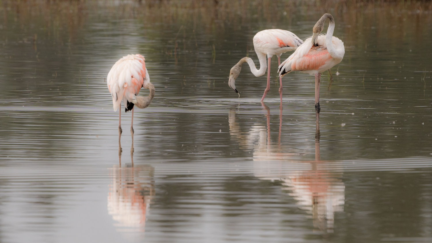 Flamencos en los aiguamolls del Empordà.