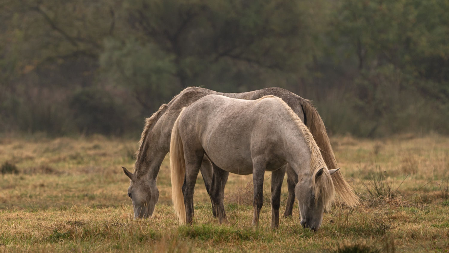 Caballos pastando en los humedales del Empordà.