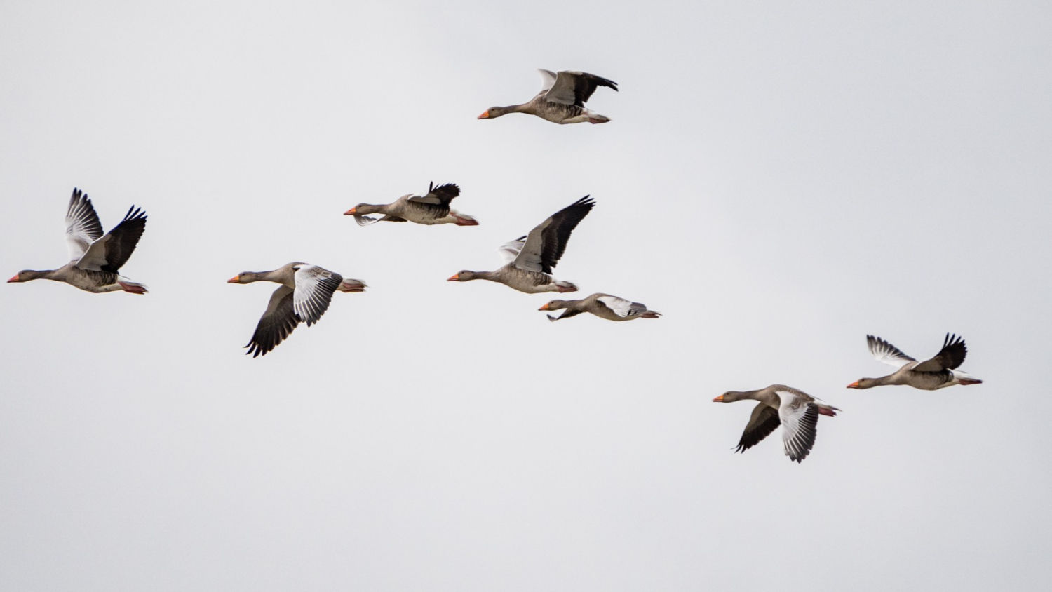 Vuelo de aves en el periodo migratorio en los Aiguamolls del Empordà.
