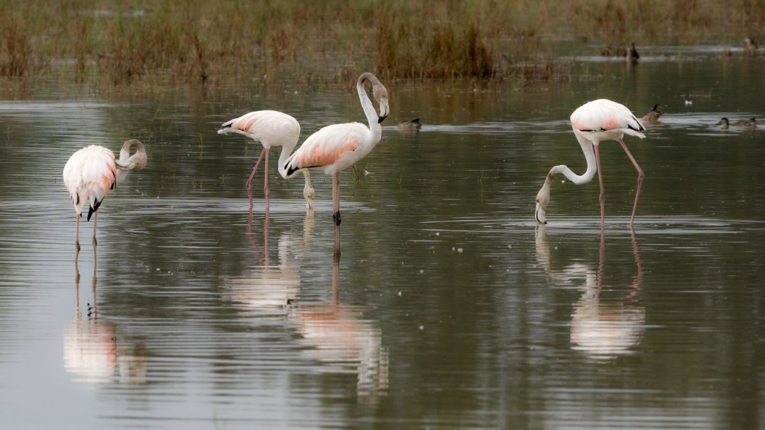 Flamencos en los humedales de los Aiguamolls del Empordà.
