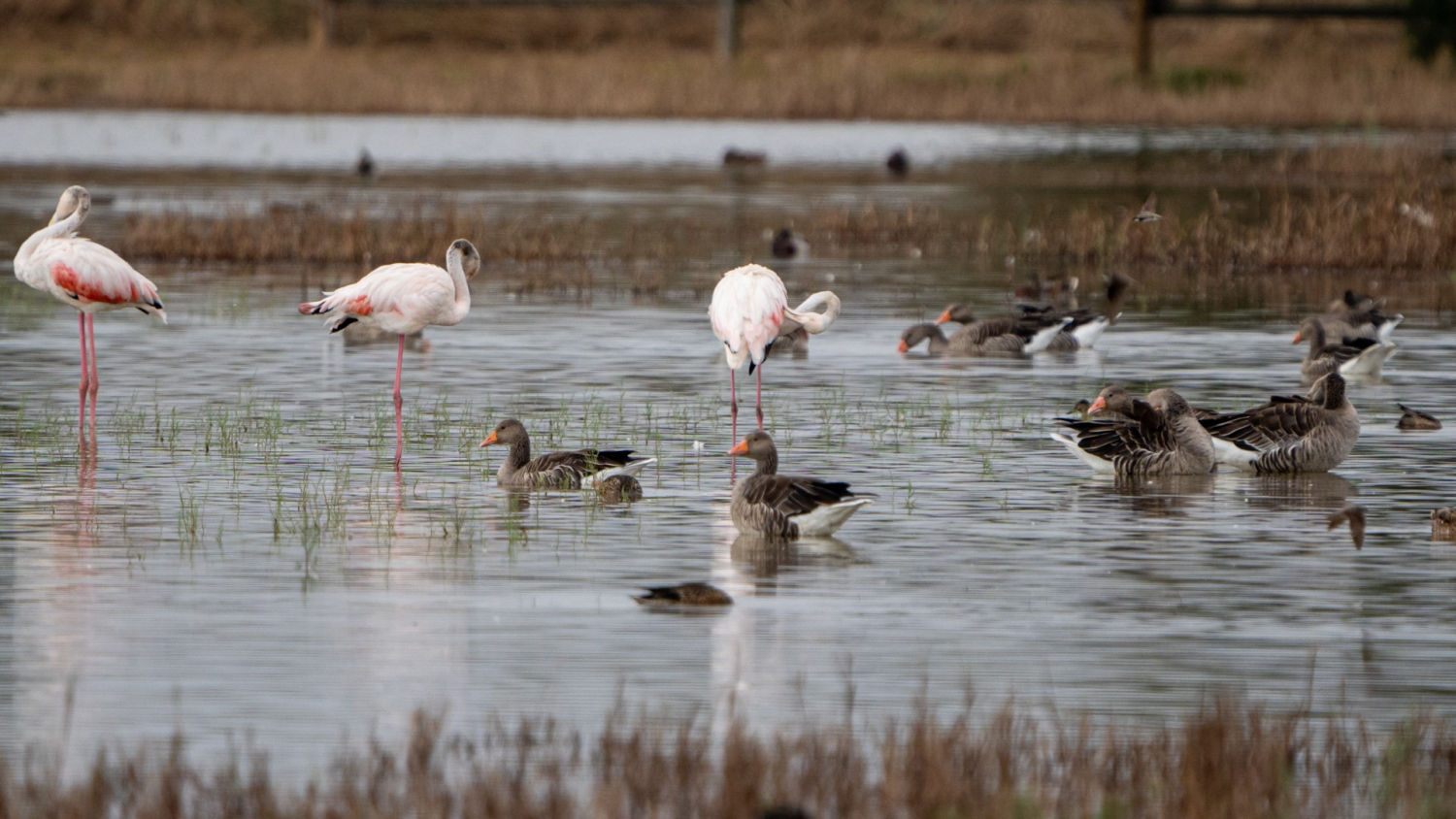 Aves compartiendo espacio en los Aiguamolls del Empordà.