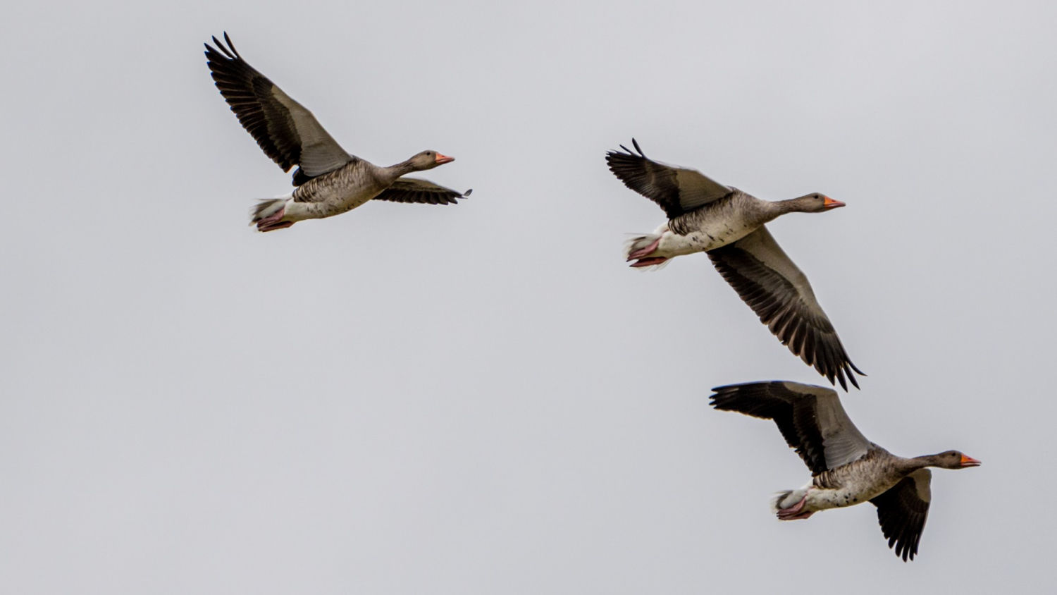 Sobrevolando los Aiguamolls del Empordà.