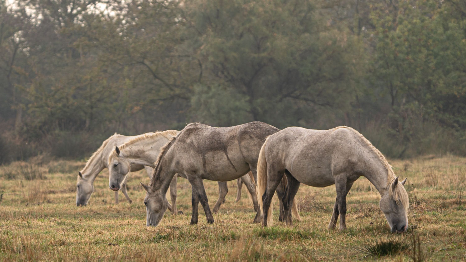 Caballos en los Aiguamolls.