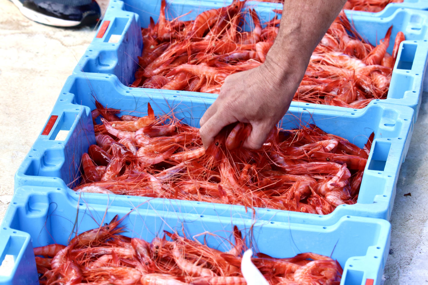Comprobando el género a la llegada de las gambas al puerto de Palamós.