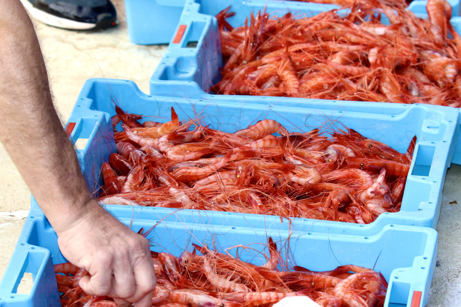 Gambas de Palamós recién pescadas.