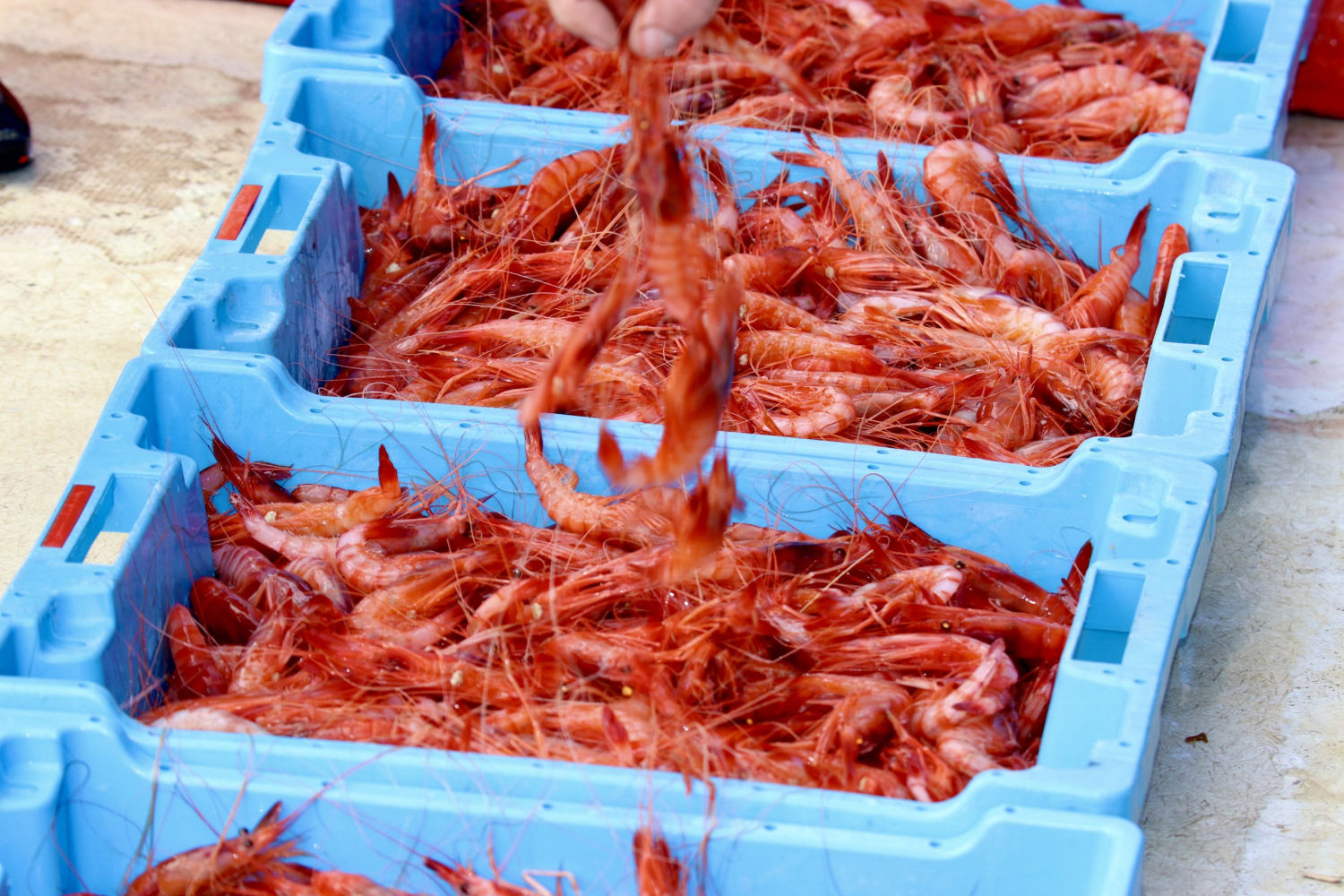 Gambas de Palamós en el puerto.