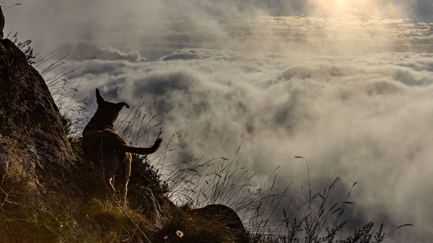 Un perro observando el mar de niebla en el Balcó de la Plana.