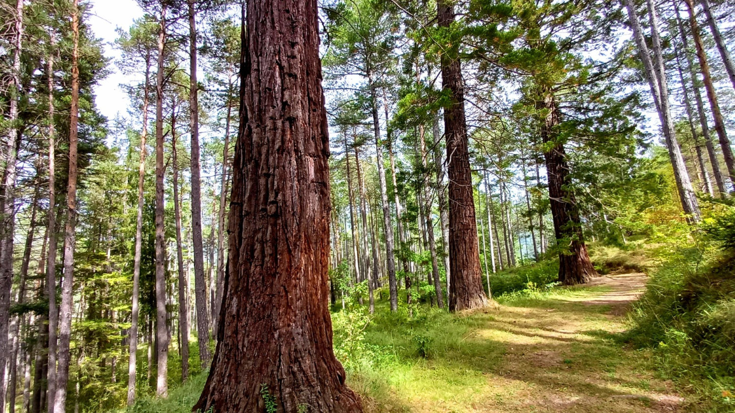 Camino de las secuoyas de La Pobla de Lillet.