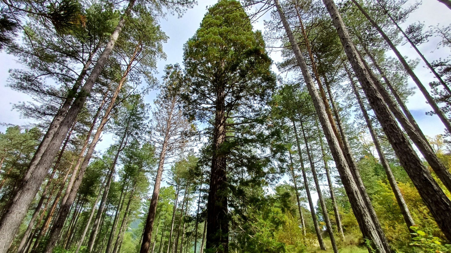 Entre secuoyas de La Pobla de Lillet.