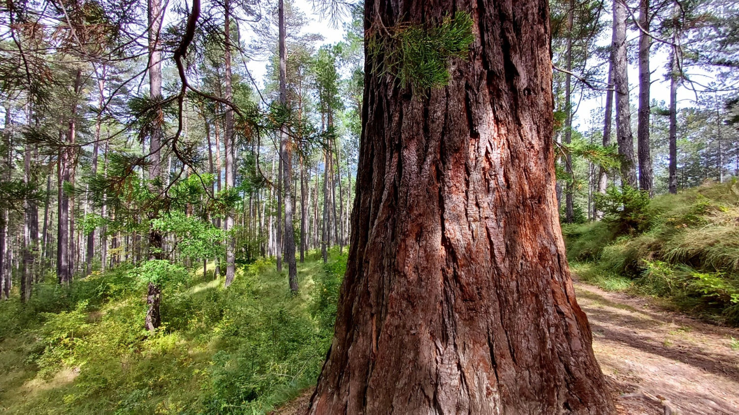 Gran tronco junto al camino.