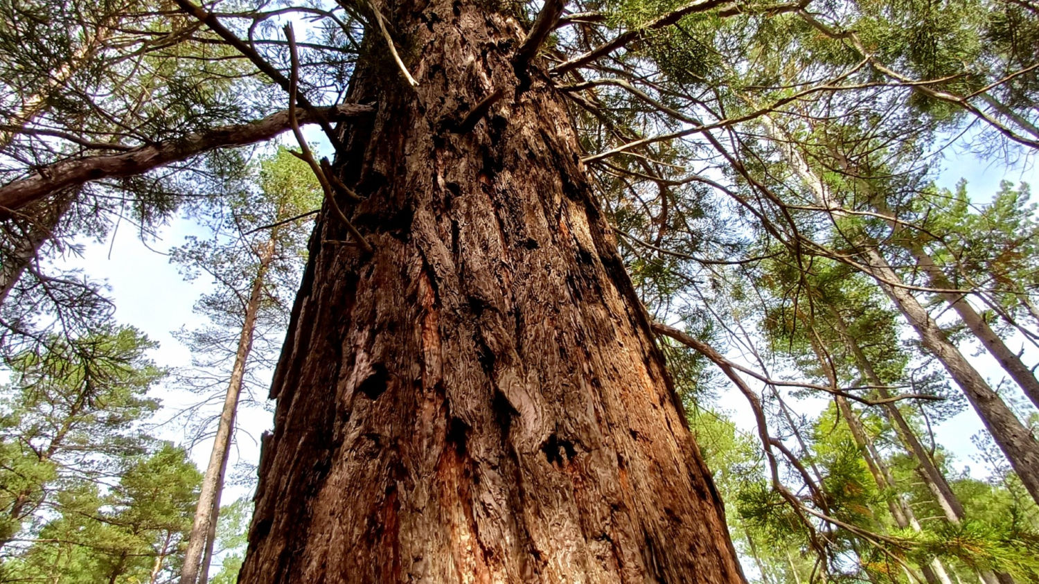 Gran secuoyas de La Pobla de Lillet.