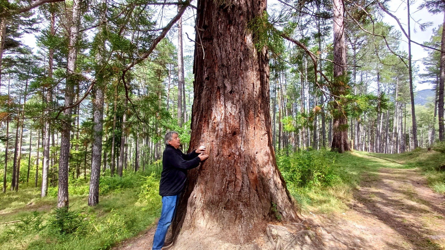 Abrazando una Secuoyas de La Pobla de Lillet.