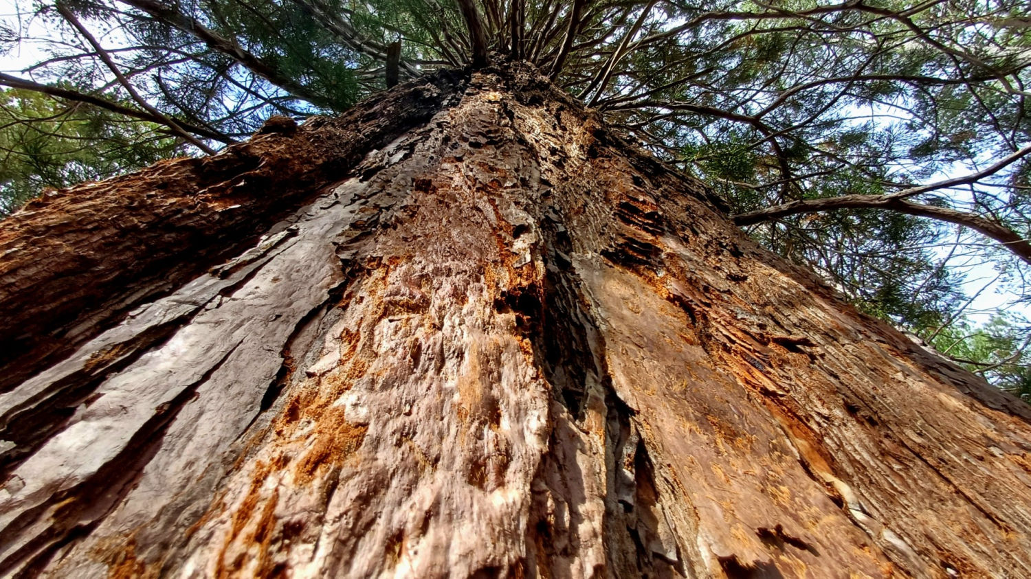 Detalle del trinco de una de las secuoyas de La Pobla de Lillet.