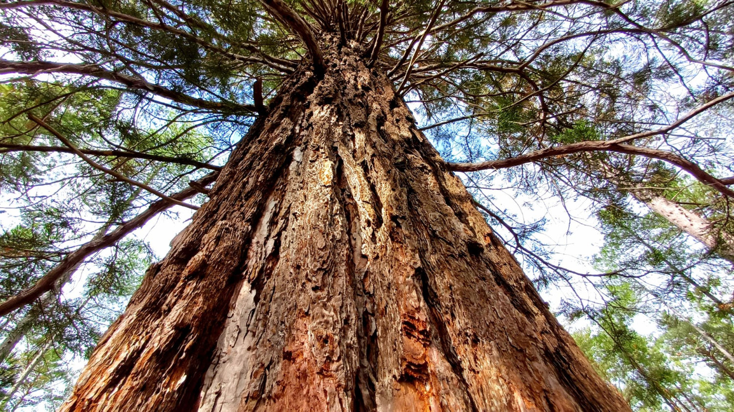 Secuoya de La Pobla de Lillet.