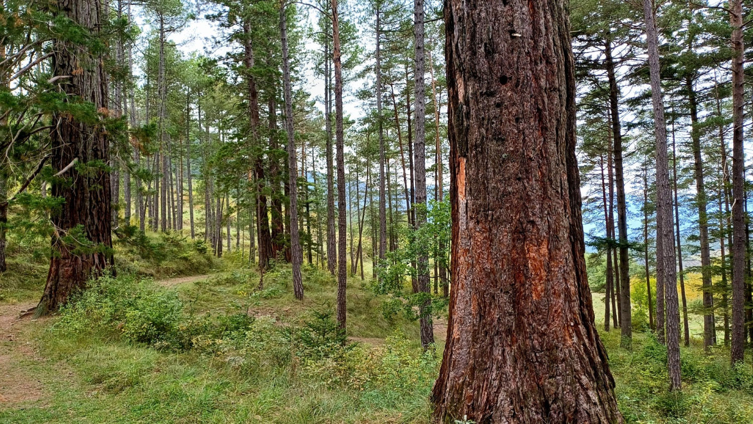 Camino de las secuoyas de La Pobla de Lillet.