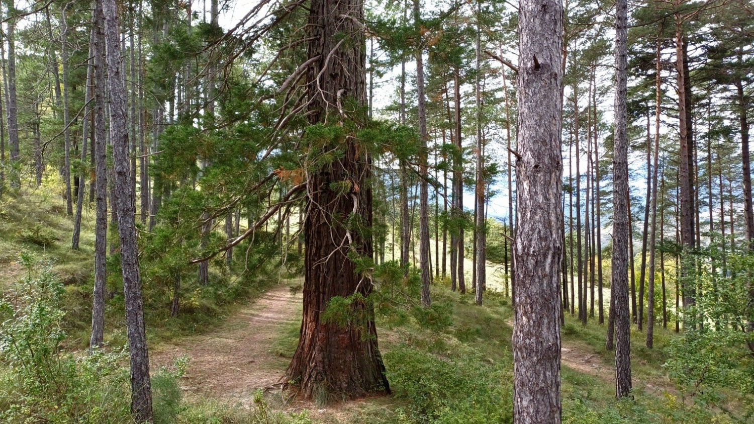 Tronco de una gran secuoya en medio del bosque de Ventaiola.