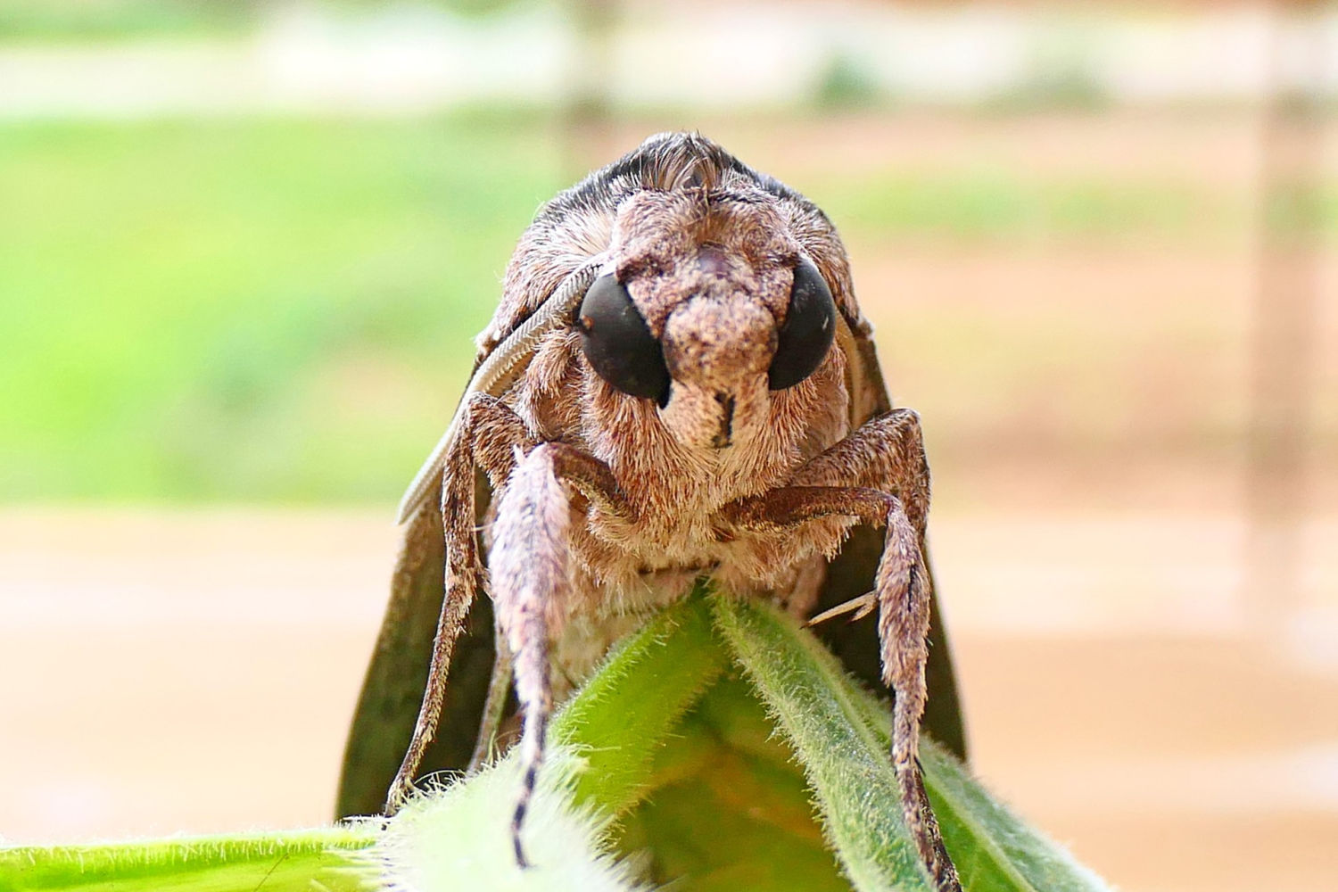 La mirada de la esfinge de la correhuela.