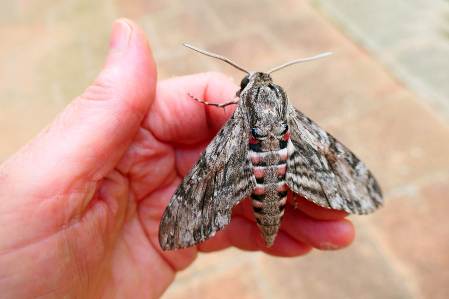Esfinge de la correhuela a punto de echar a volar.