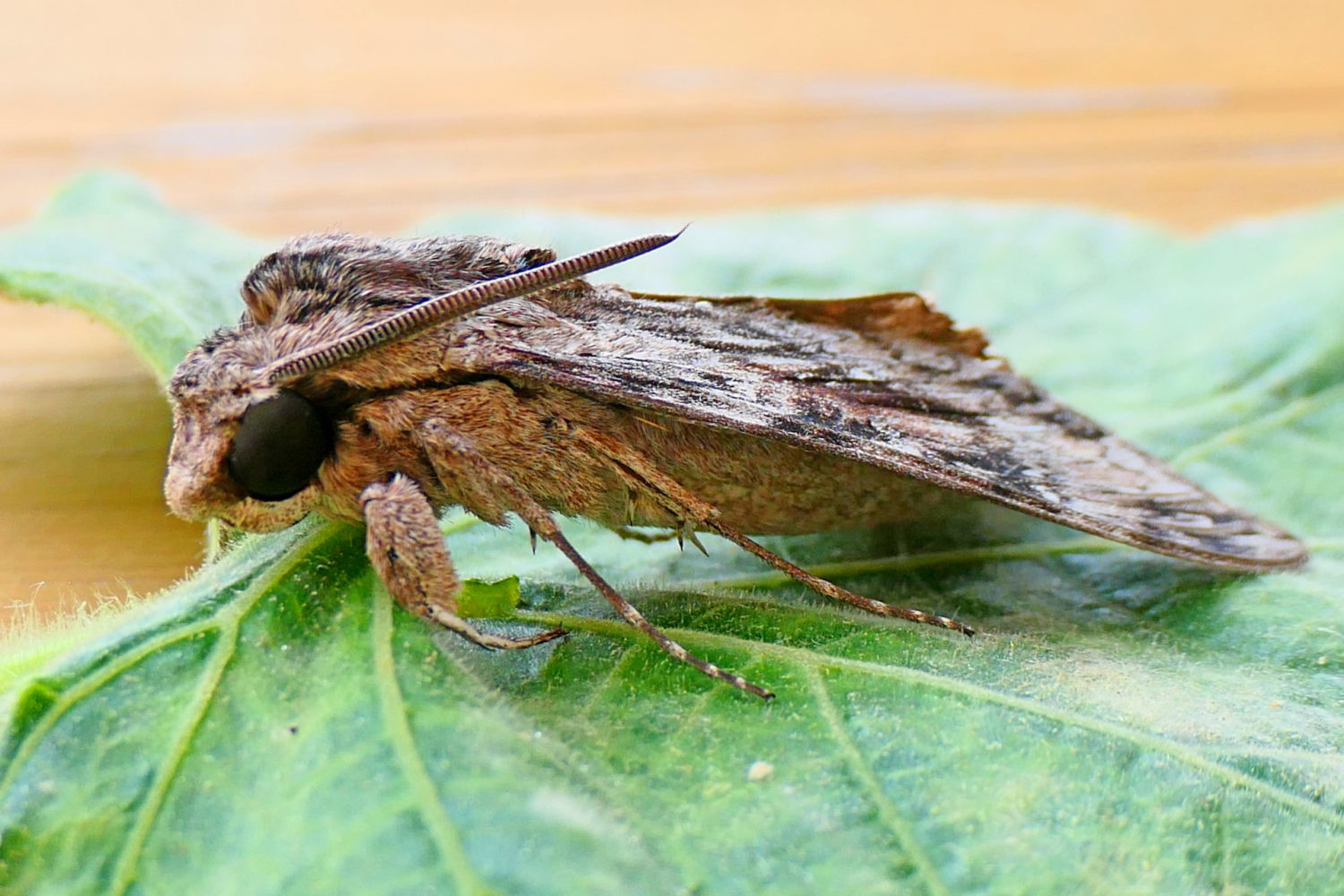Esfinge de la correhuela posada en una hoja.