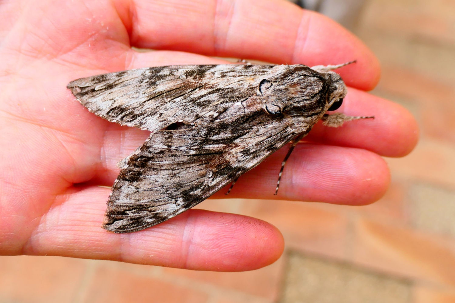 Esfinge de la correhuela posada en la mano.