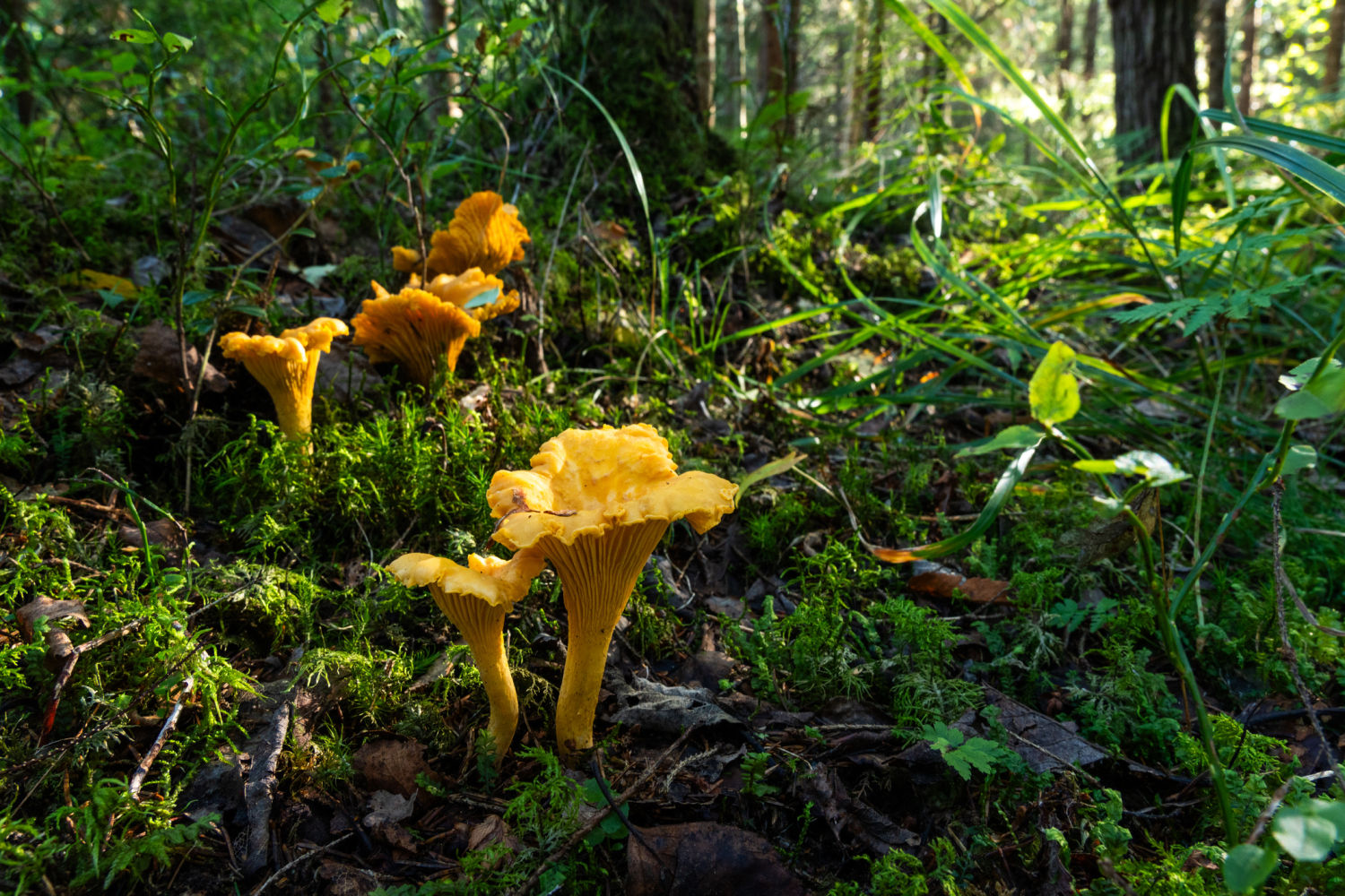 Low angle view of a Cep or Boletus Mushroom growing on lush green moss in a forest. Boletus edulis, known as the Cep, Porcino or Penny-bun Bolete