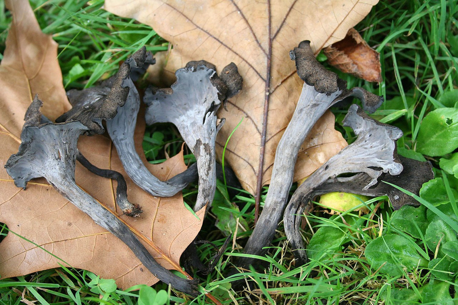 A group of edible mushrooms, Golden chanterelle fruit bodies growing in a late summer forest in Estonia, Northern Europe