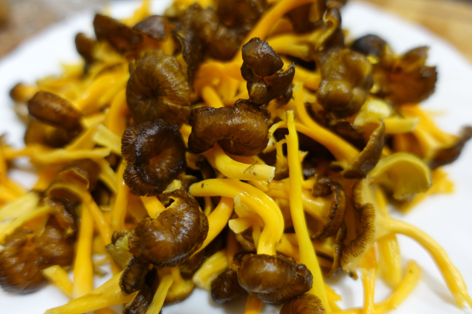 Camagroc o rebozuelo anaranjado ('Craterellus lutescens')