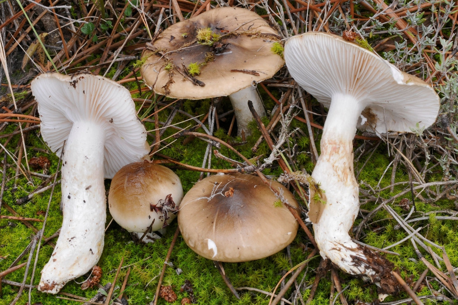Llenega negra o llanega negra ('Hygrophorus latitabundus')