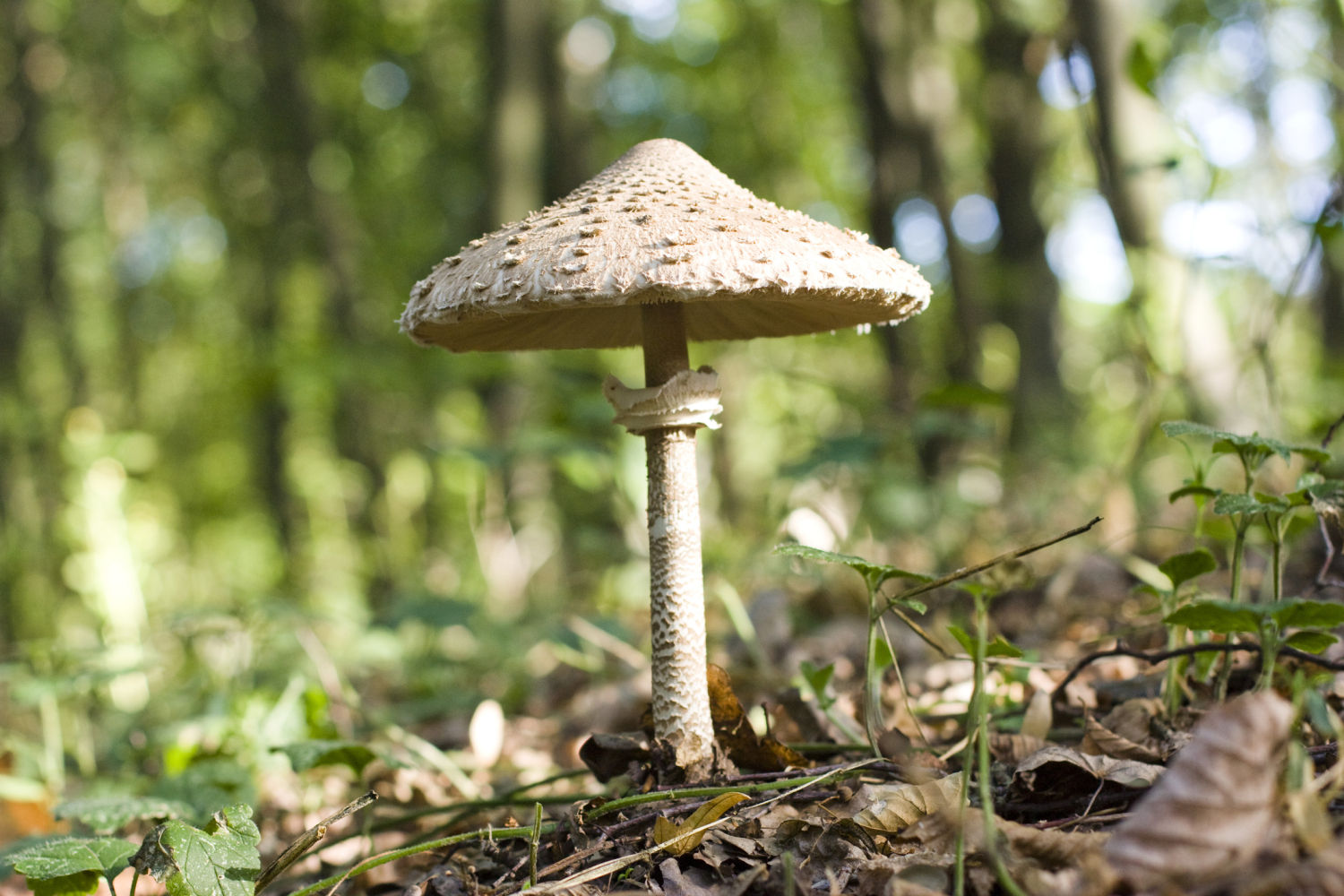 Apagallums o Paloma ('Macrolepiota procera')