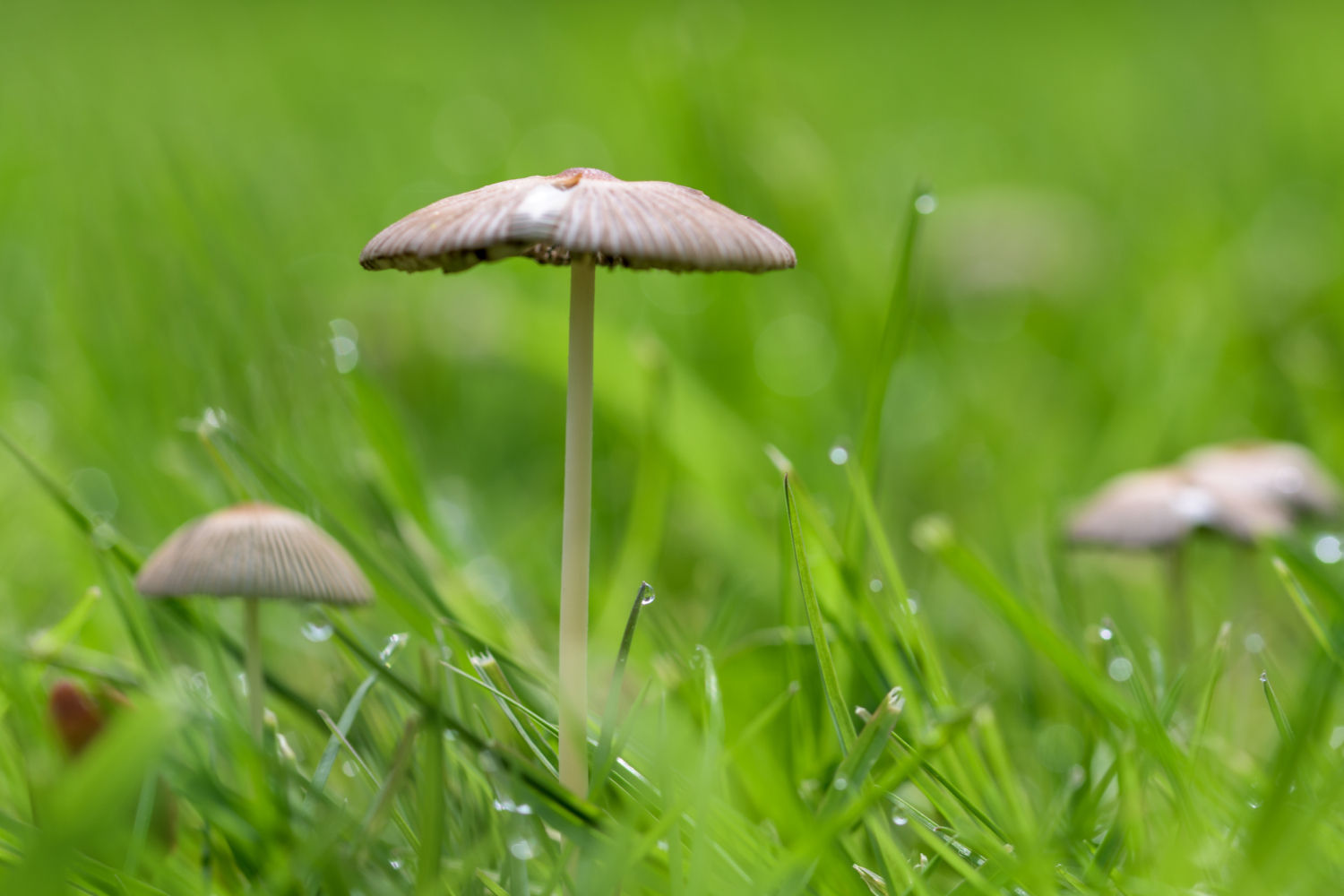Camasec o senderuela (Marasmius oreades)