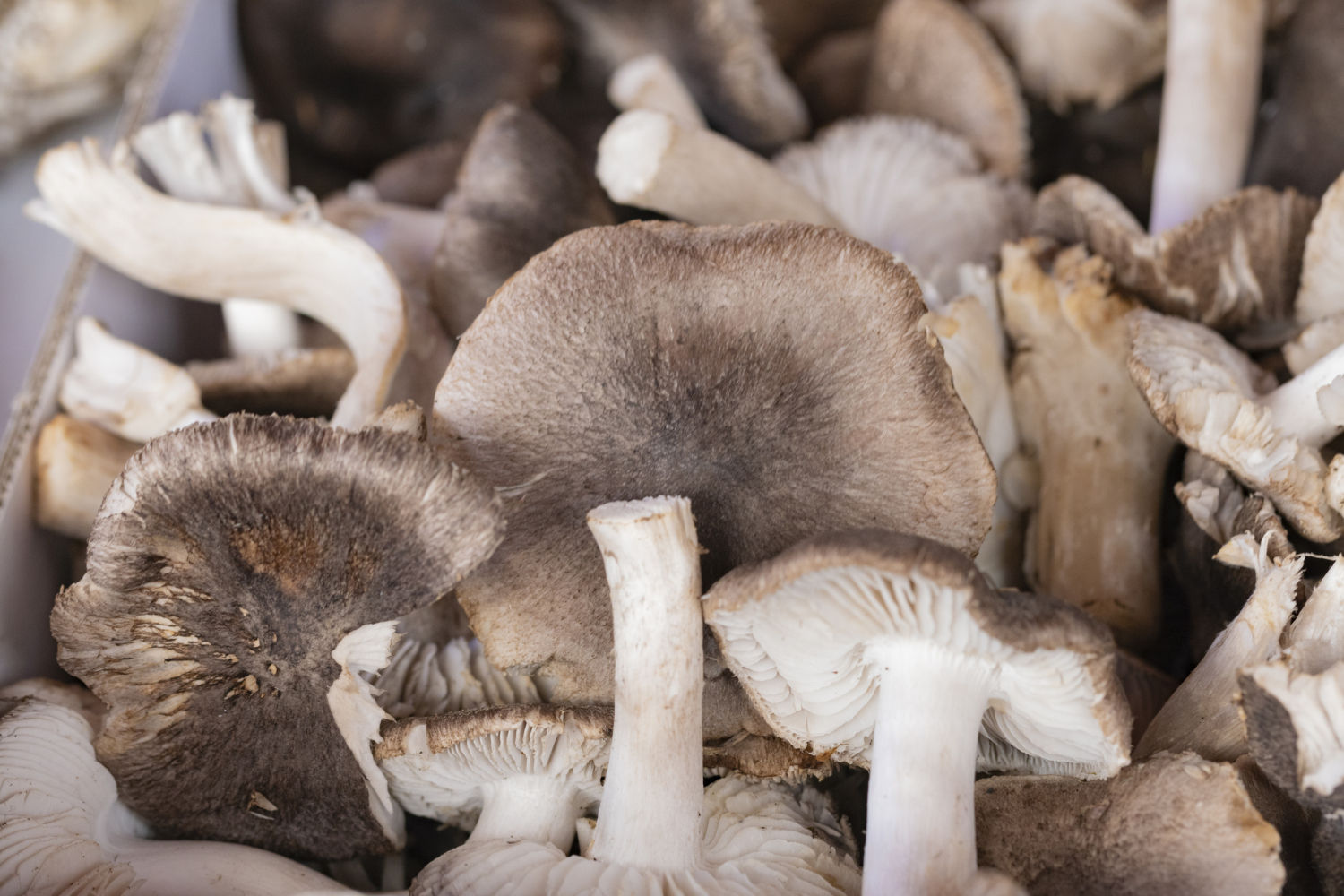 Fredolic o negrilla ('Tricholoma terreum')