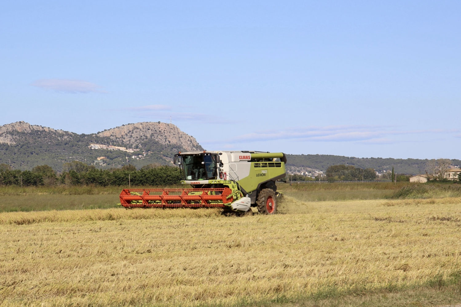 La siega del arroz en Torroella de Montgrí.