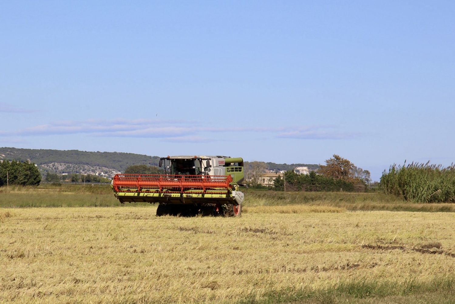 Máquina trabajando en la siega del arroz en Torroella de Montgrí.