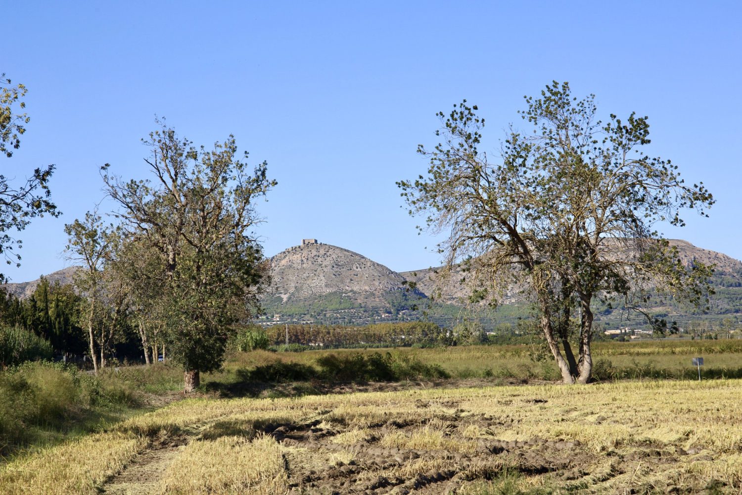Campo de arroz de Torroella de Montgrí con el macizo de fondo.