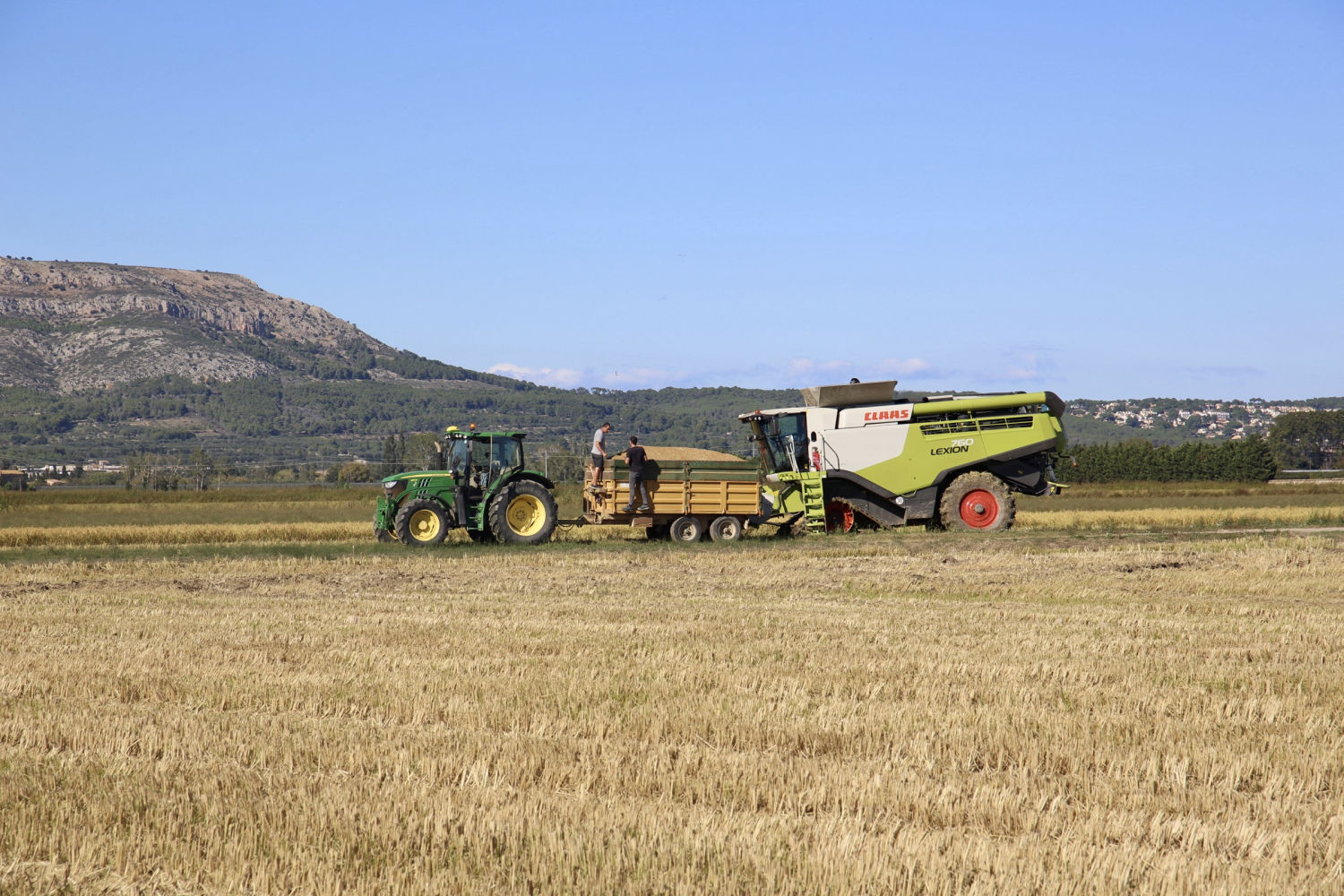 Máquinas para siega del arroz en Torroella de Montgrí.