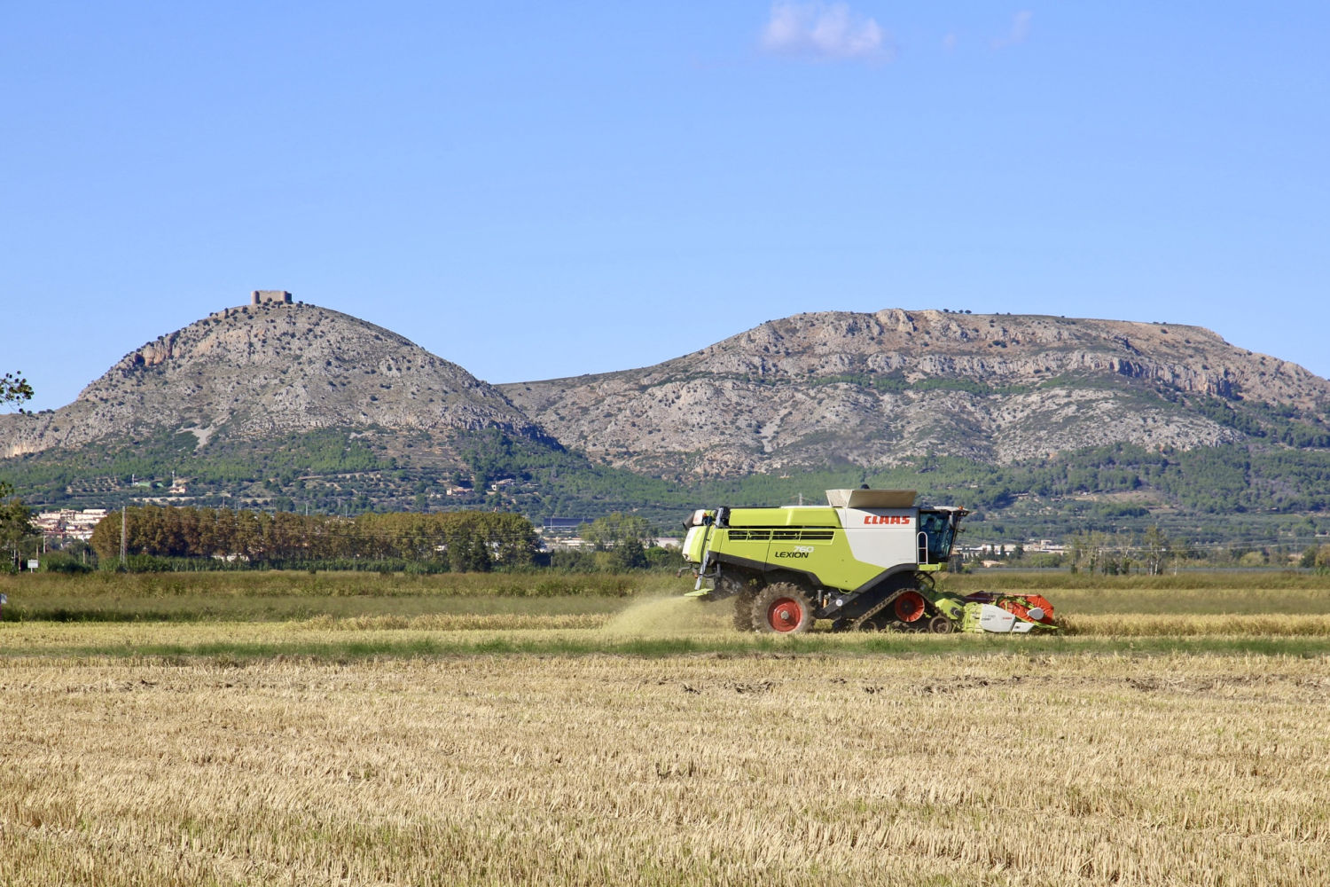 Siega del arroz con el macizo del Montgrí de fondo.