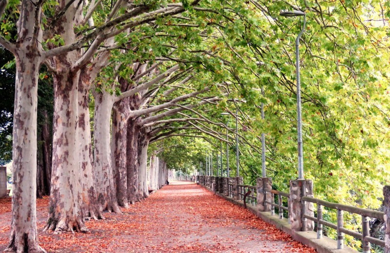 Camino de hojas otoñales en el Vora Ter.