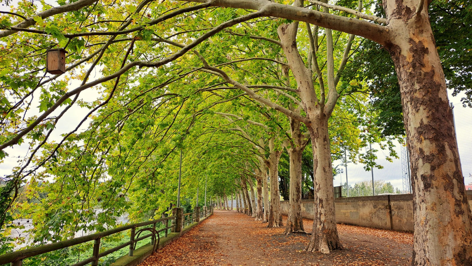 Arboleda del camino del Vora Ter.