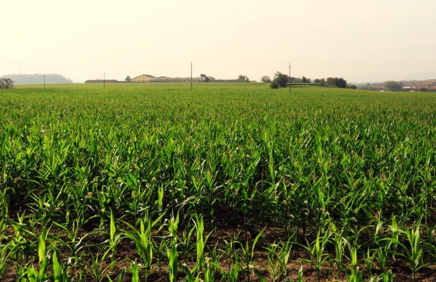 Campo de maíz en el camino Vora Ter.