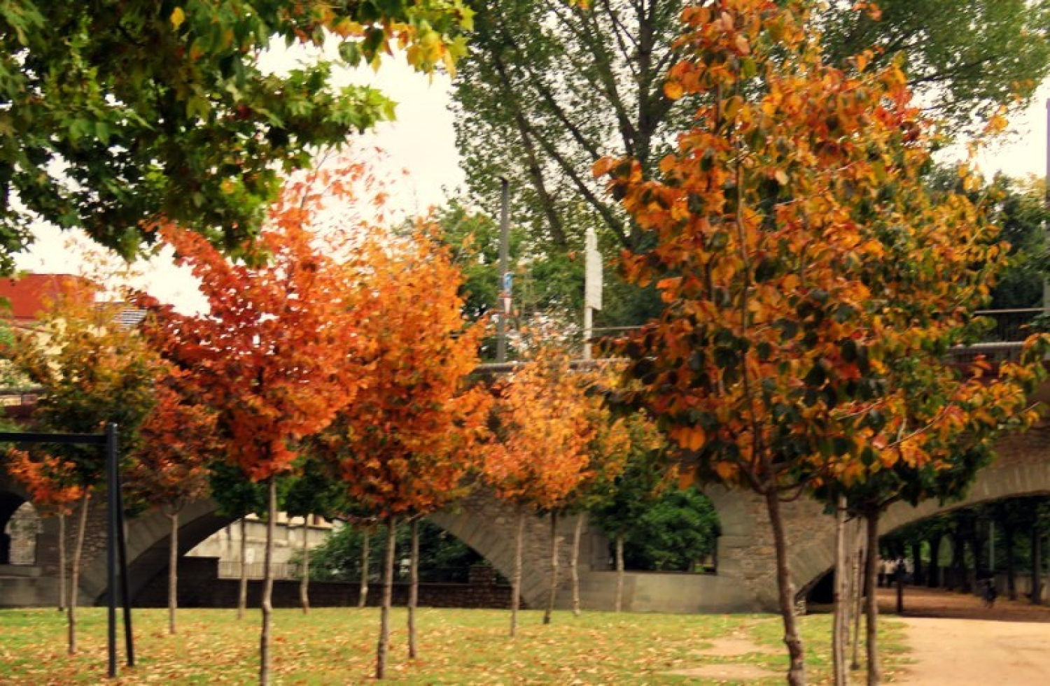 Árboles de colores otoñales en el Vora Ter.