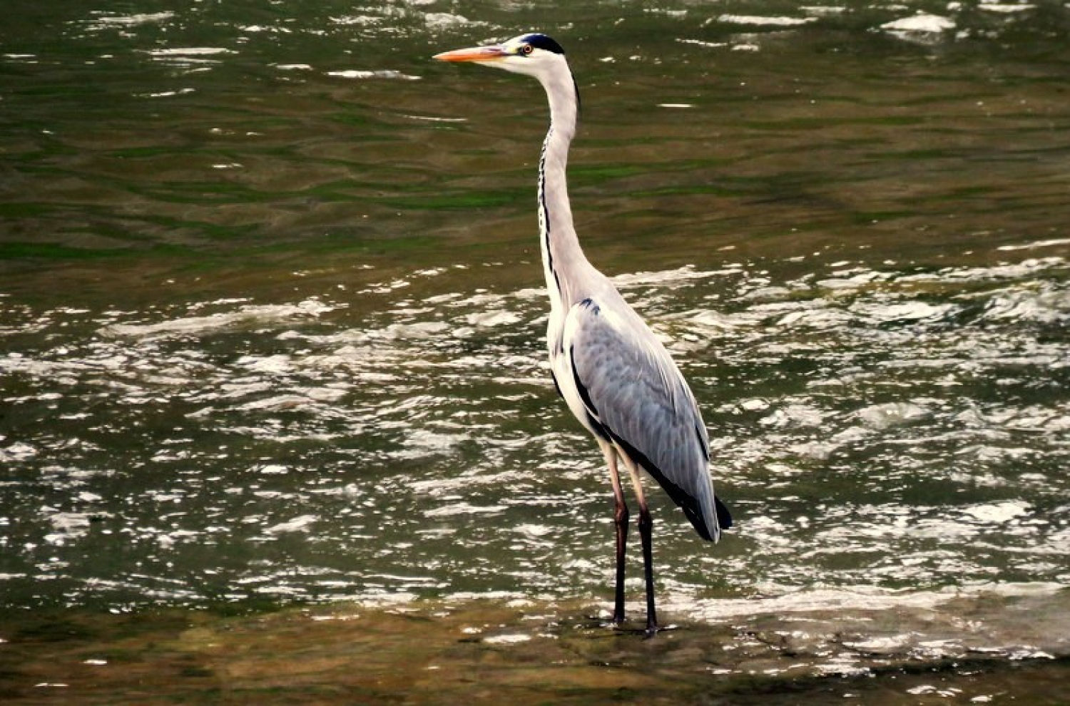 Garza en las aguas del Ter.