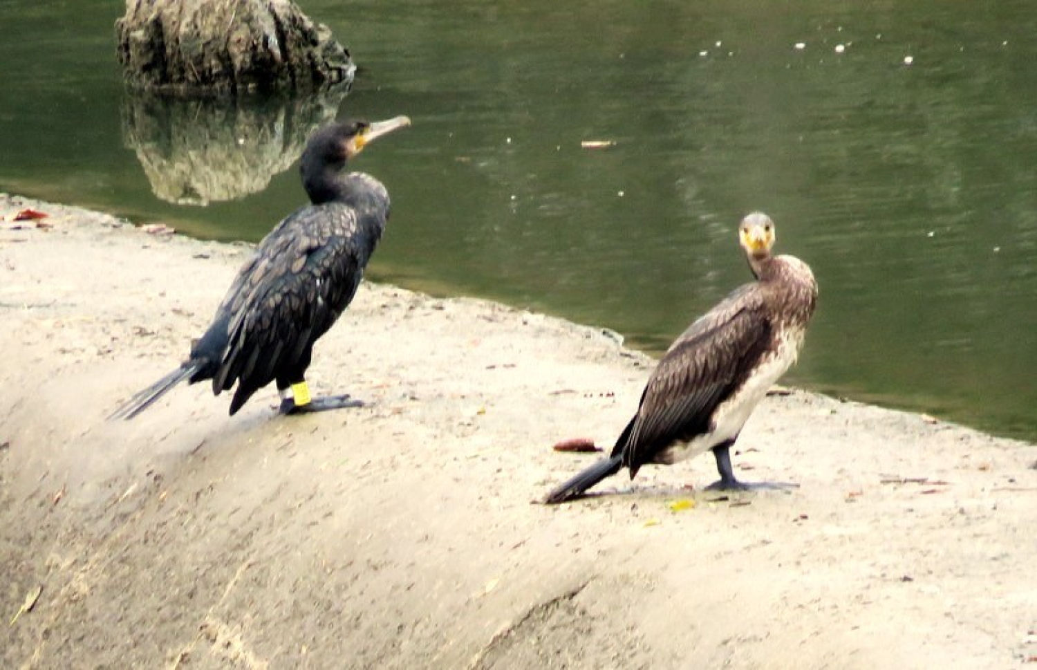 El Vora Ter permite observar las aves en su hábitat.