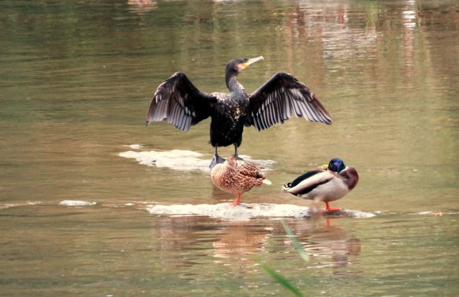 Cormorán y patos en el Ter.